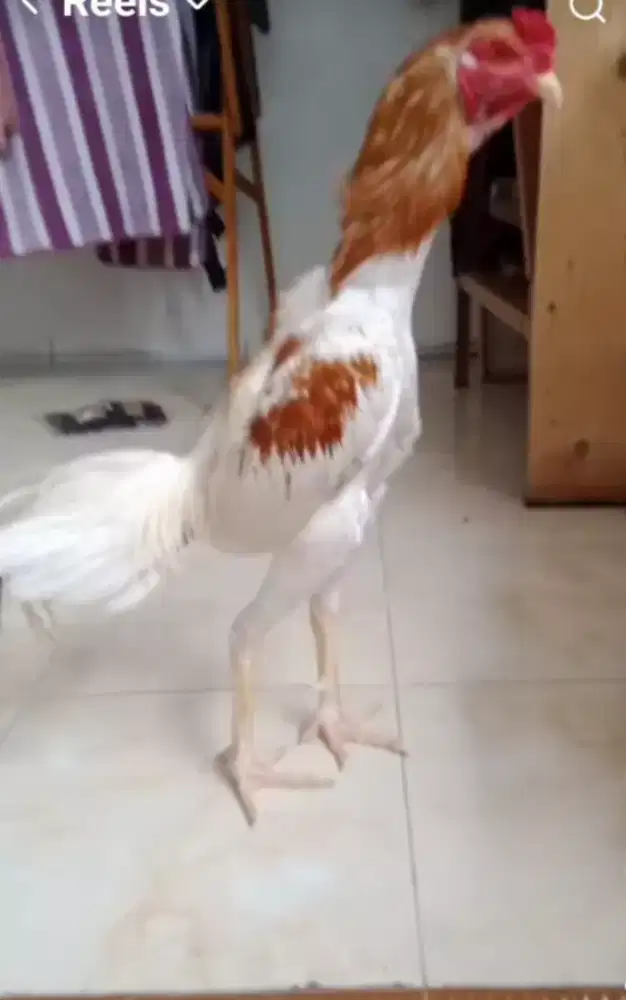 Ayam plucker import  mantab