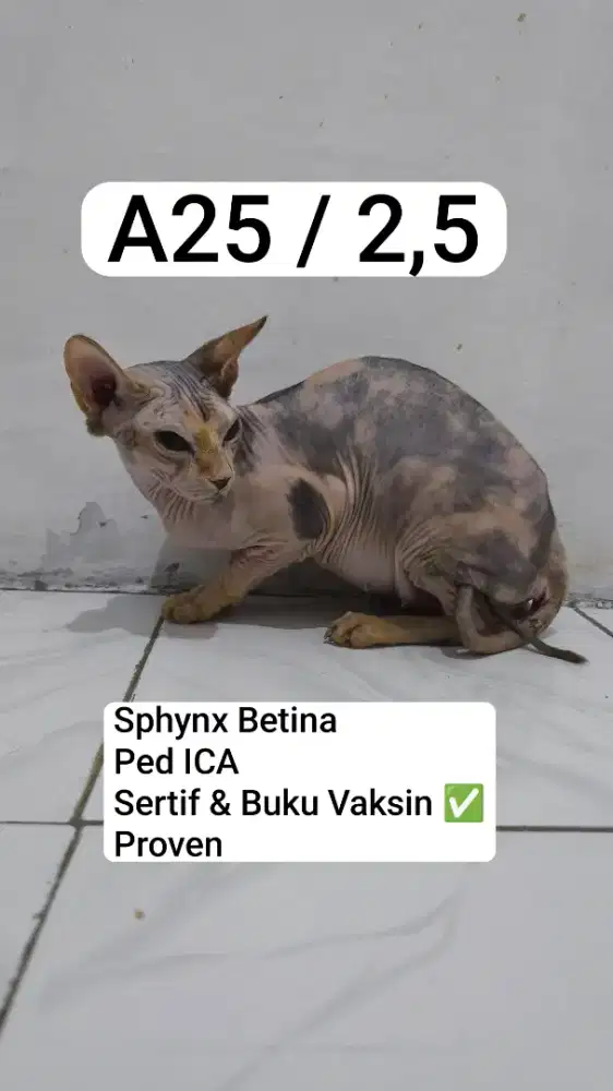 Sphynx Betina Ped ICA PROVEN (PENSIUN)