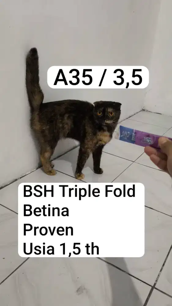 Scottish Fold Triple Fold