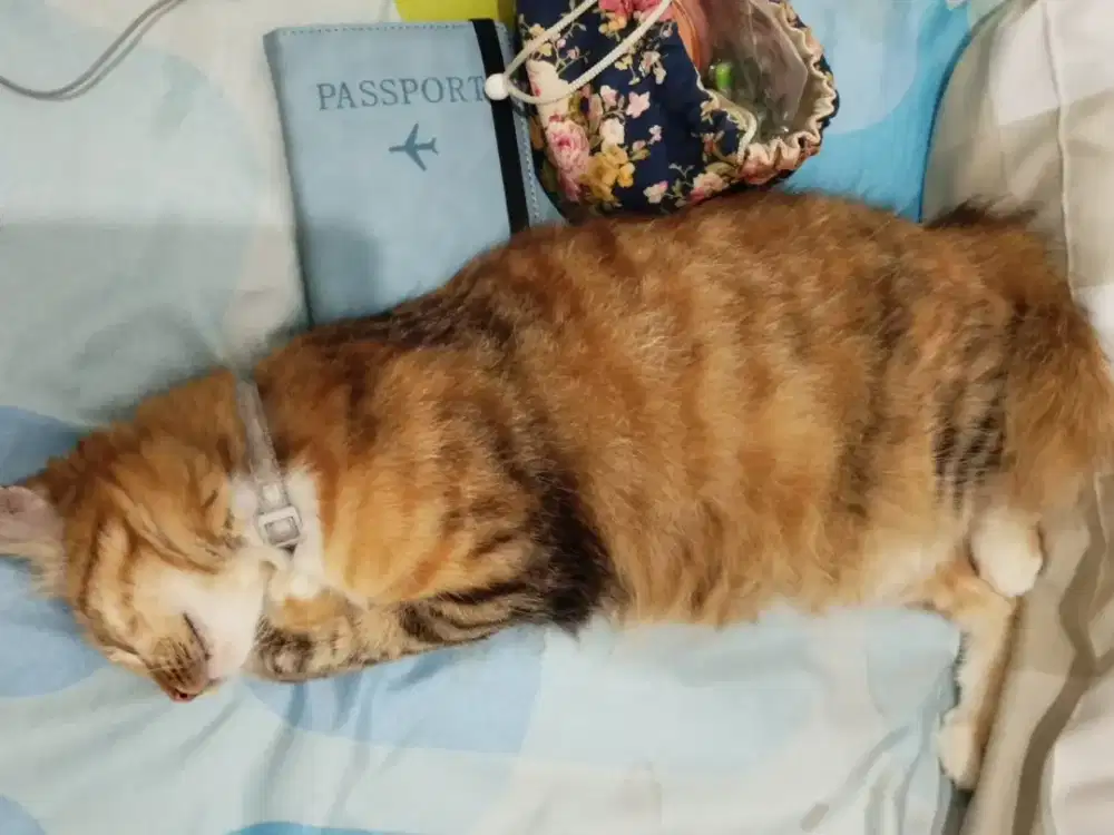 open adopt kucing memey free