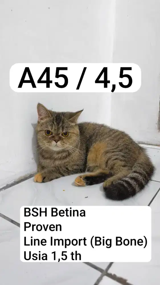 British Shorthair Golden