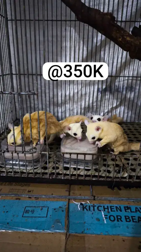 BORONGAN SUGAR GLIDER