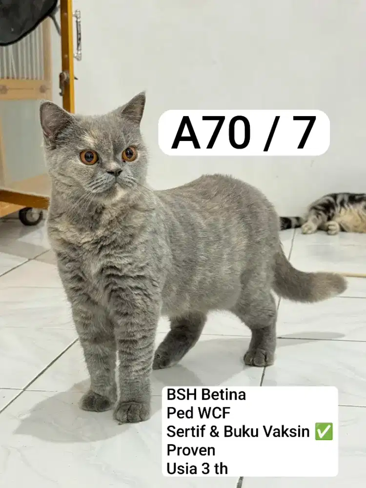 British Shorthair Proven Ped WCF