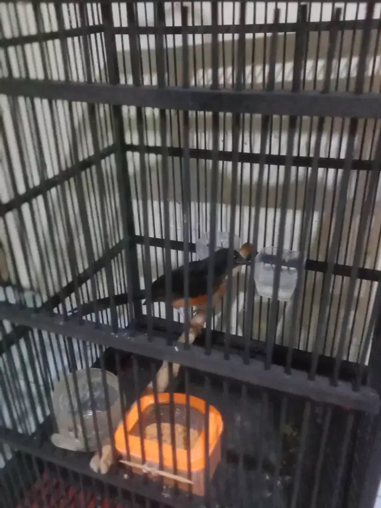 Jual murai trotol usia 3 bulan tra prestasi