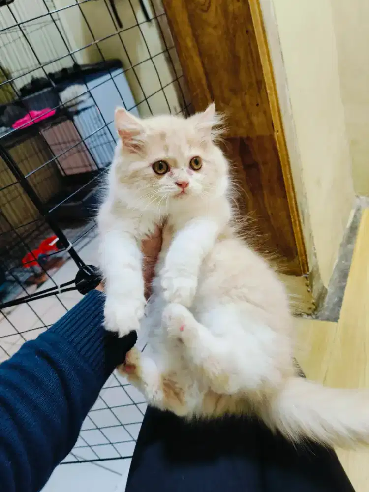 Kitten Persia jantan