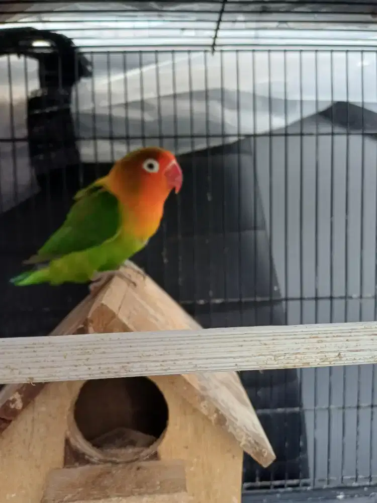 Dijual Lovebird Pasjo