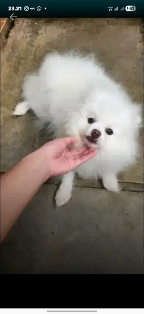 Minipom super pomerian japanse