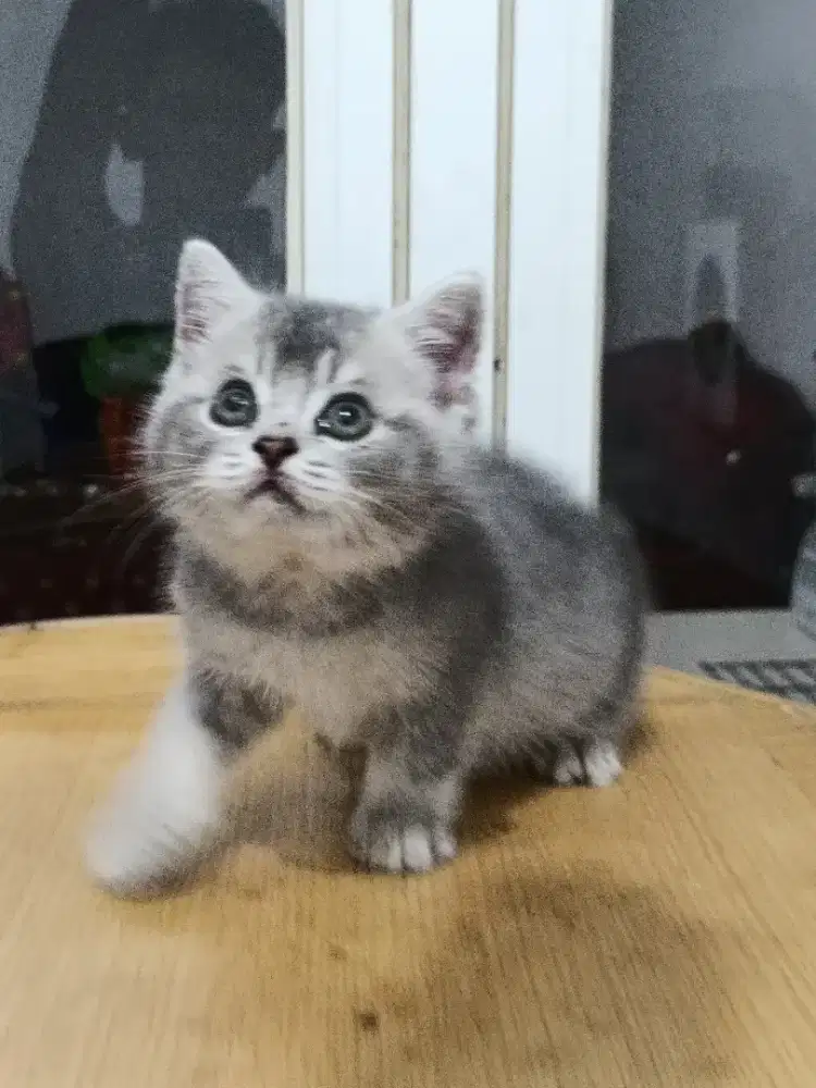 Kitten British Shorthair