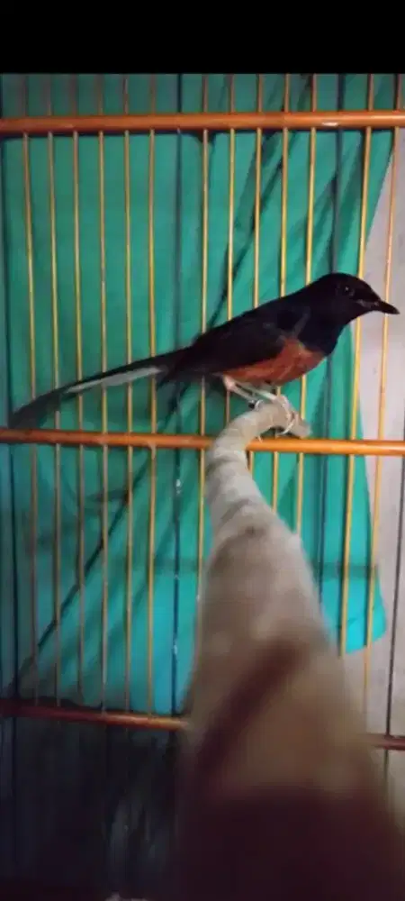 Dpt ttan smlm muray MB