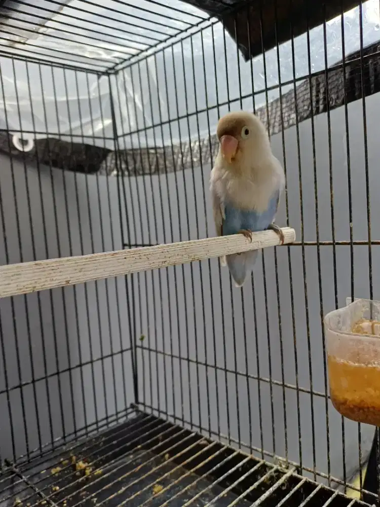 Dijual Lovebird Pastel Violet