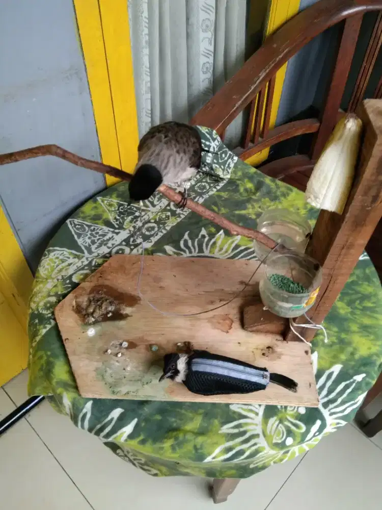 Burung kutilang pikat ranting