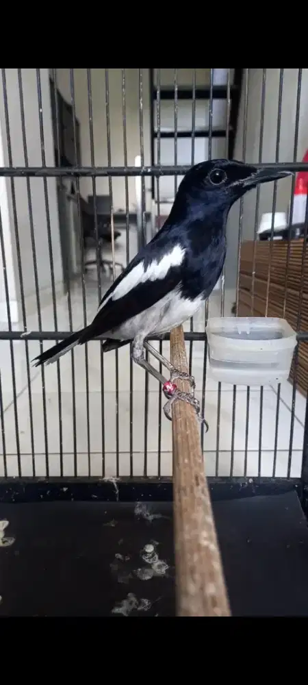 Burung kacer pastol jinak