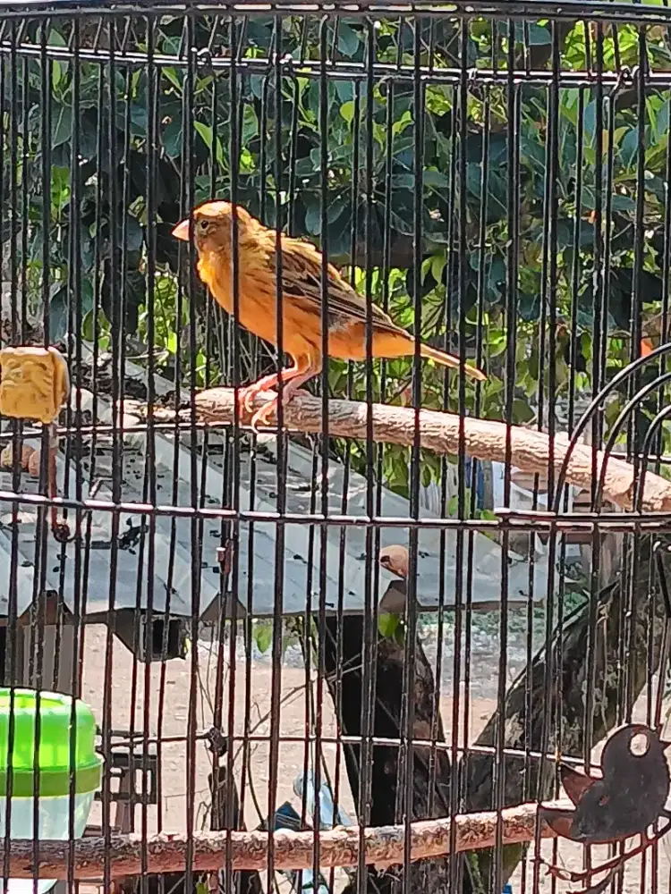 Burung kenari warna gambir