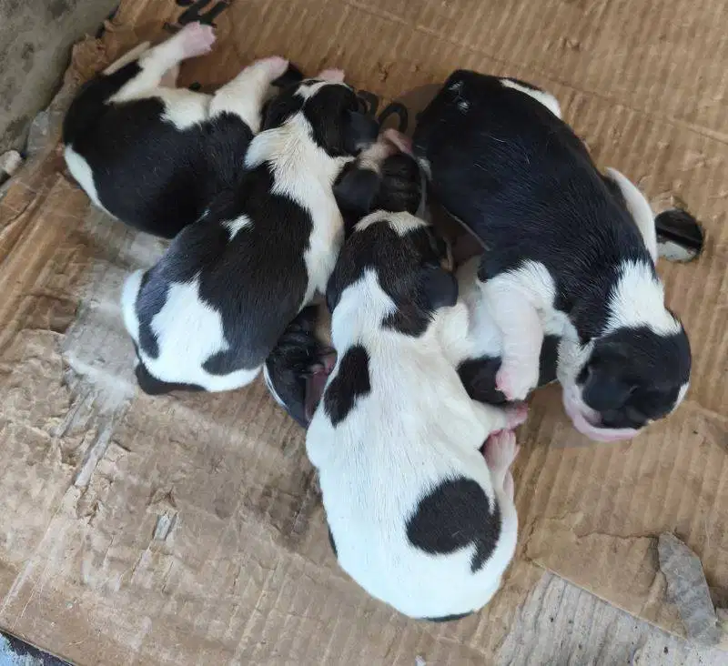 BEAGLE PUPPIES 5 EKOR