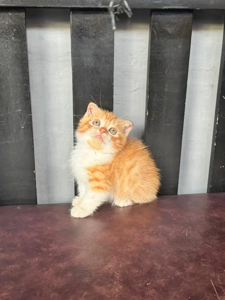 KUCING MUNCHKIN FOLD