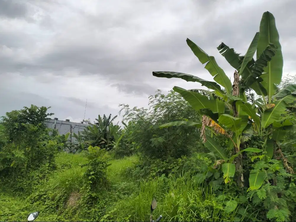 Dijual tanah di pantai nyanyi Canggu Luas 4 are akses paving