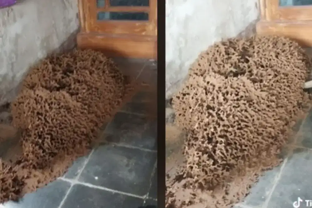 Jasa anti rayap  & pest control Jakarta