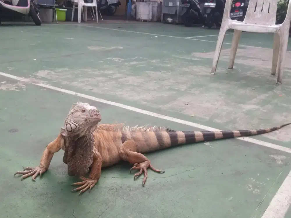 jual iguana dewasa