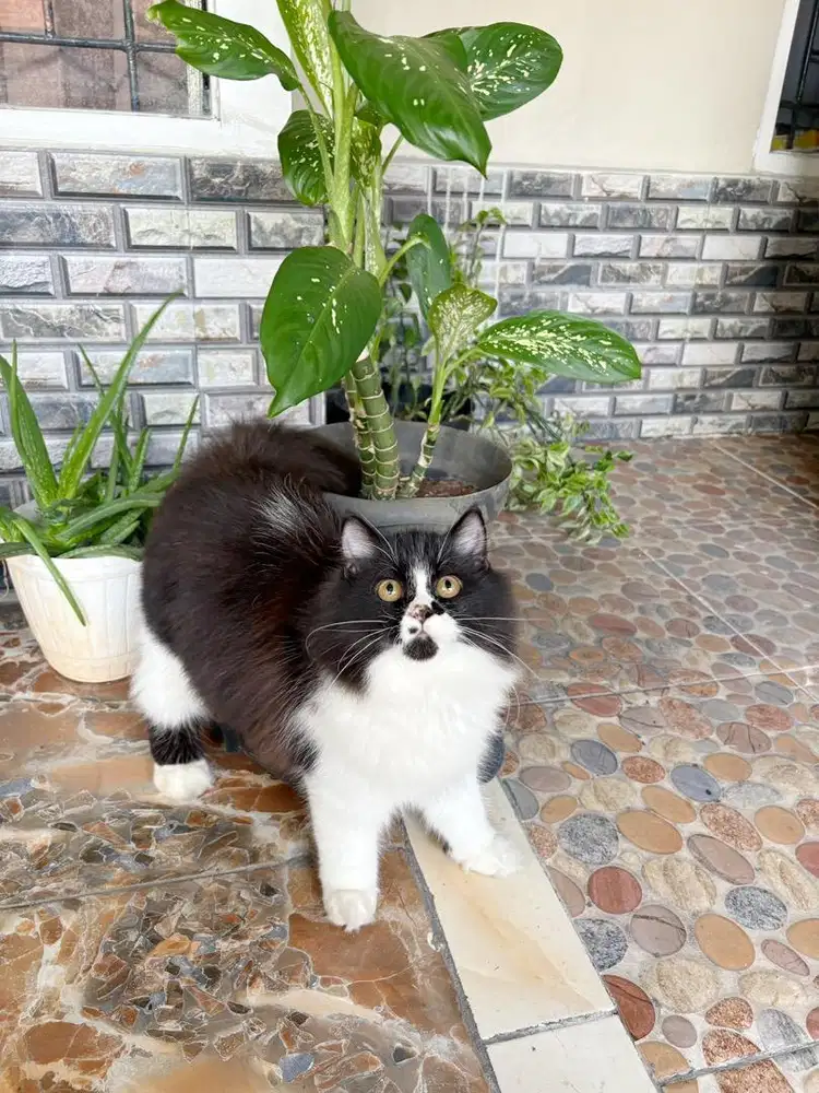 Jantan 4bln supergembul