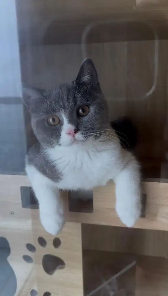 BSH british short hair kucing