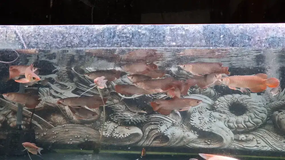 Arwana super red 17cm kalbar.lengkap serti chip.