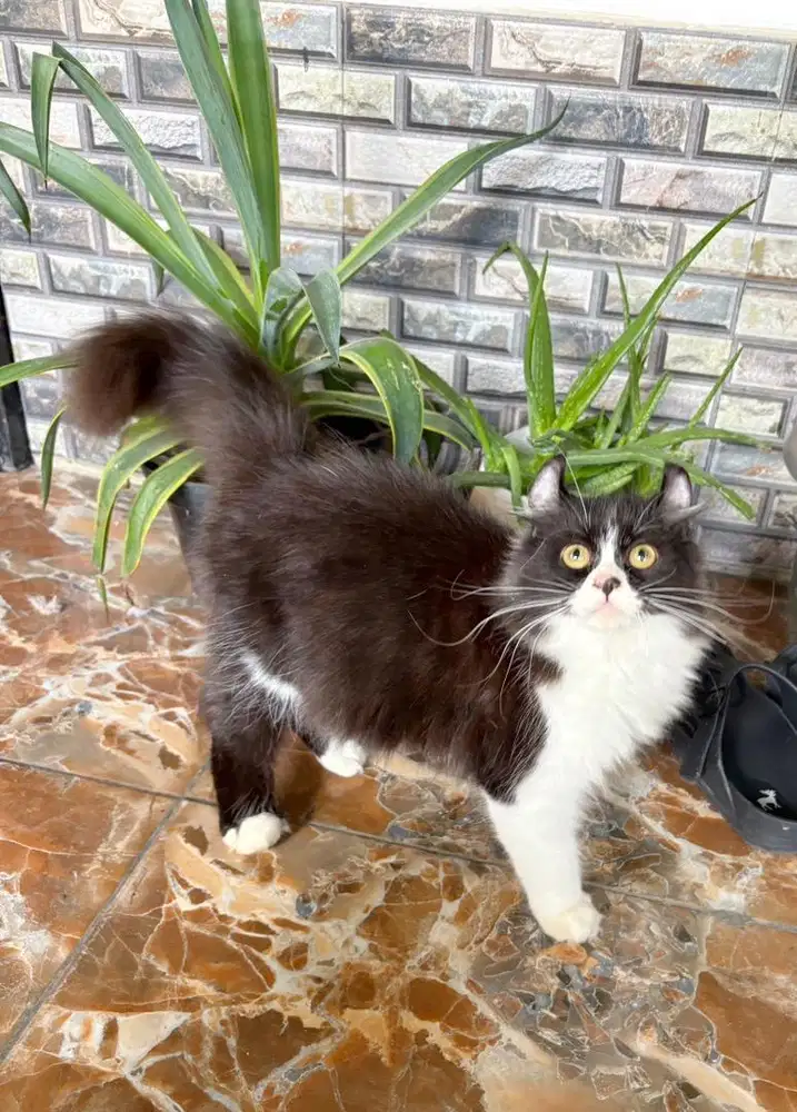 Jantan 4bln American curl