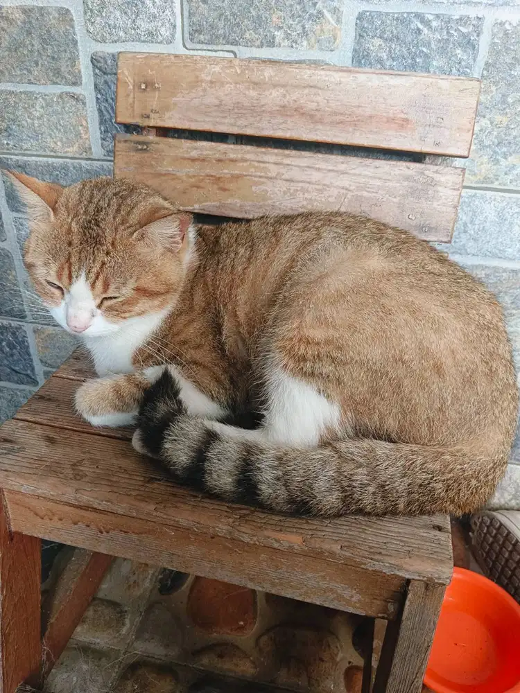 Infal jaga lansia,art atau jaga balita