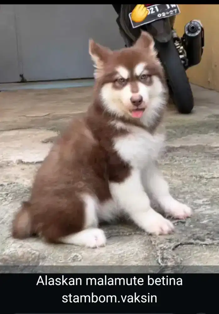 Malamute cakep red