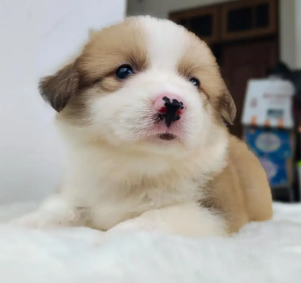 Corgi Fluffy male
