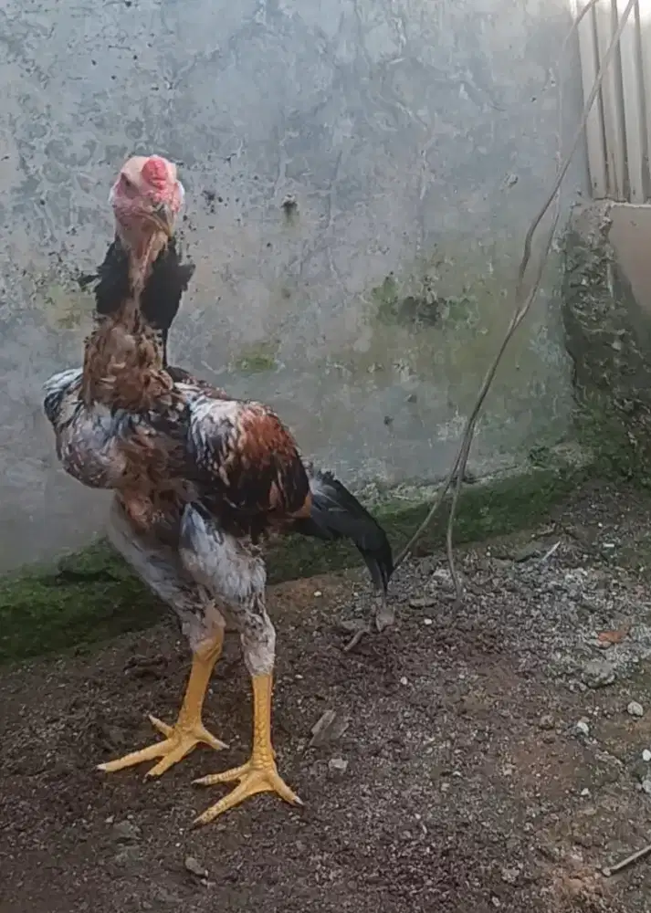 Ayam bangkok brazil x shamo