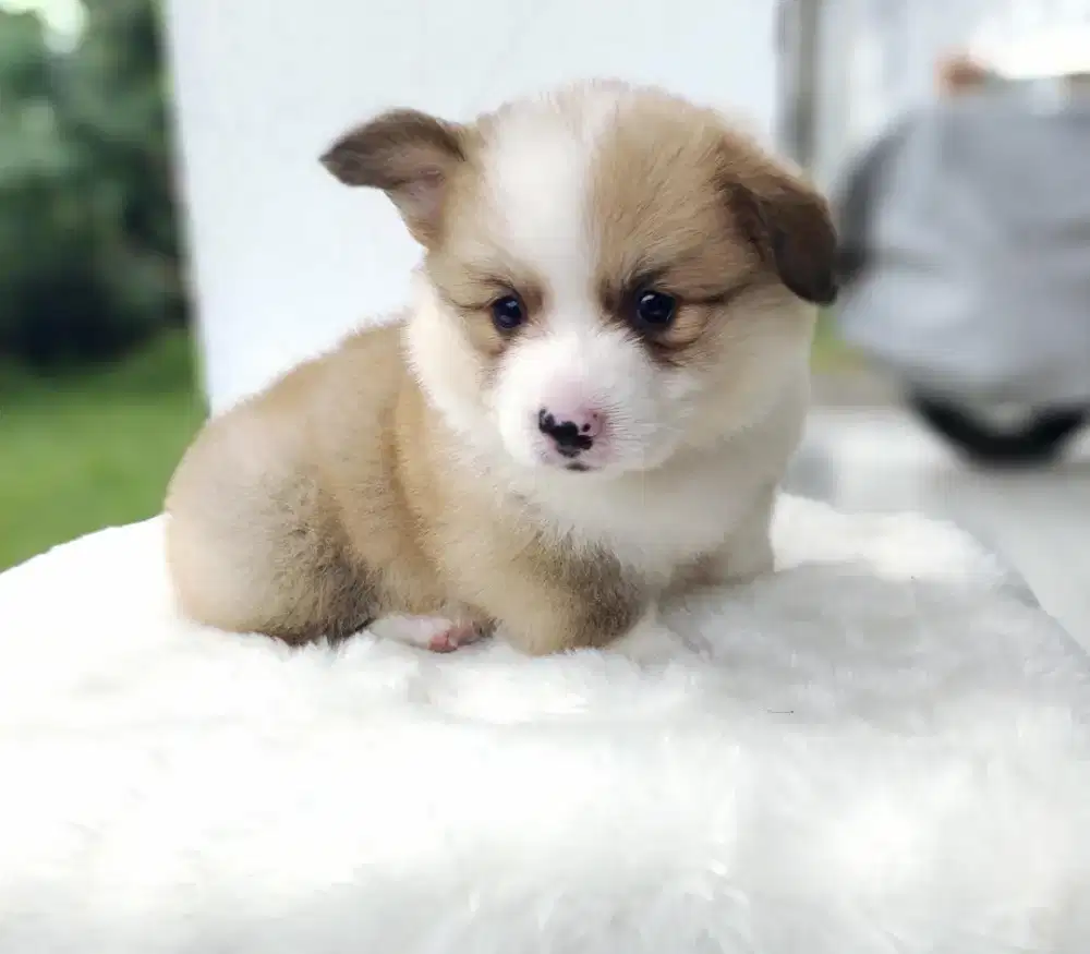 Corgi fluffy male cakep gemoy