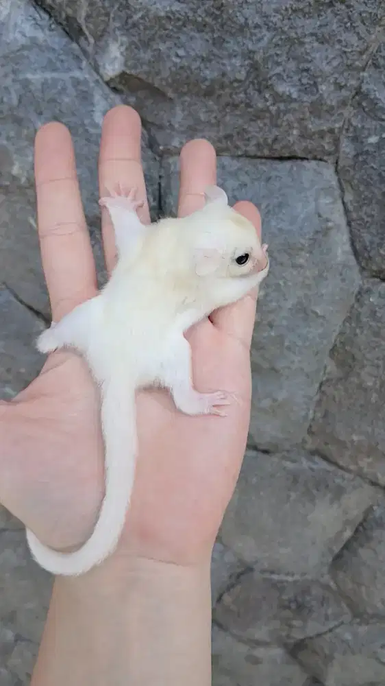 Sugar glider leucistic joey