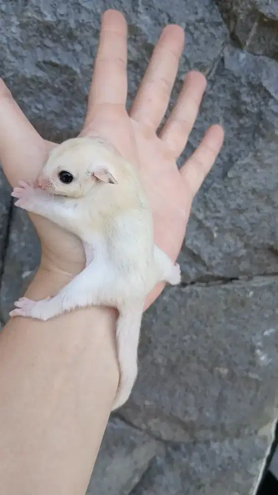 Sugar glider white mozaic joey