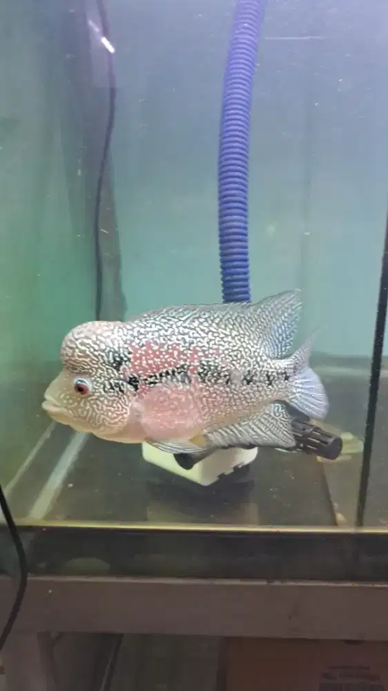 Murmer cencu paket 2 ekor  16-+ kurleb cm