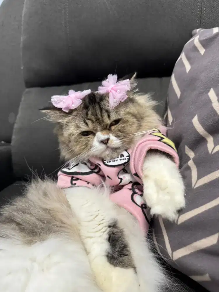 Kucing betina flat nose