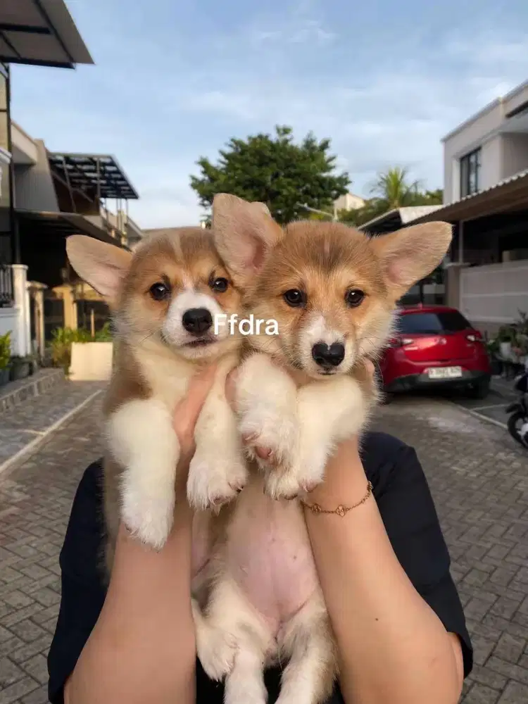 Dijual anak anjing puppy Corgi Betina Femal sable white vaksin stambum