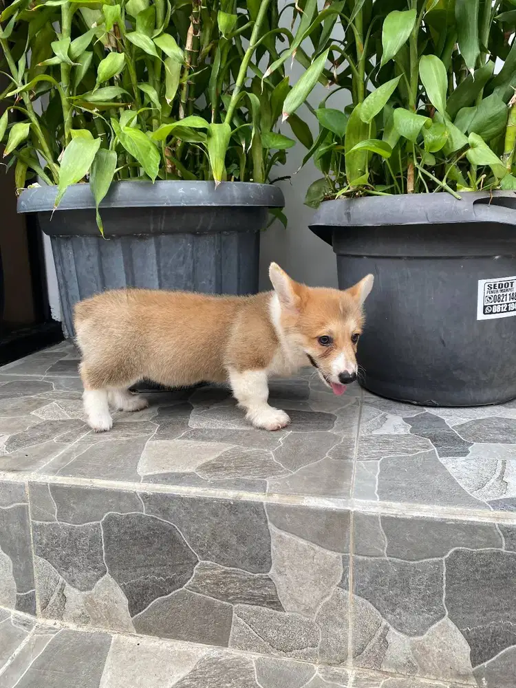 Dijual anak anjing puppy Corgi Betina Femal sable white vaksin stambum