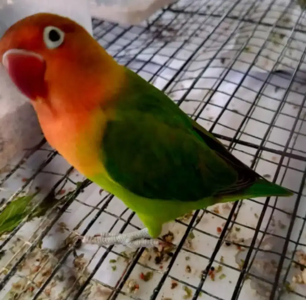 Burung Lovebird sehat murah berkualitas