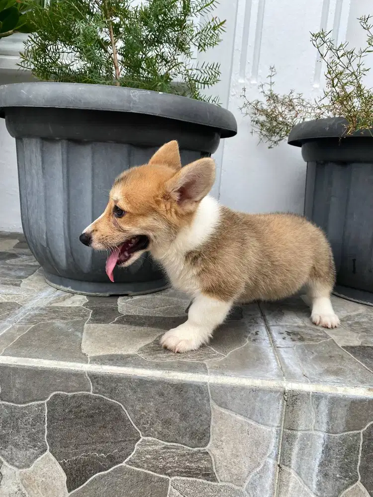 Dijual anak anjing puppy Corgi Betina Femal sable white vaksin stambum