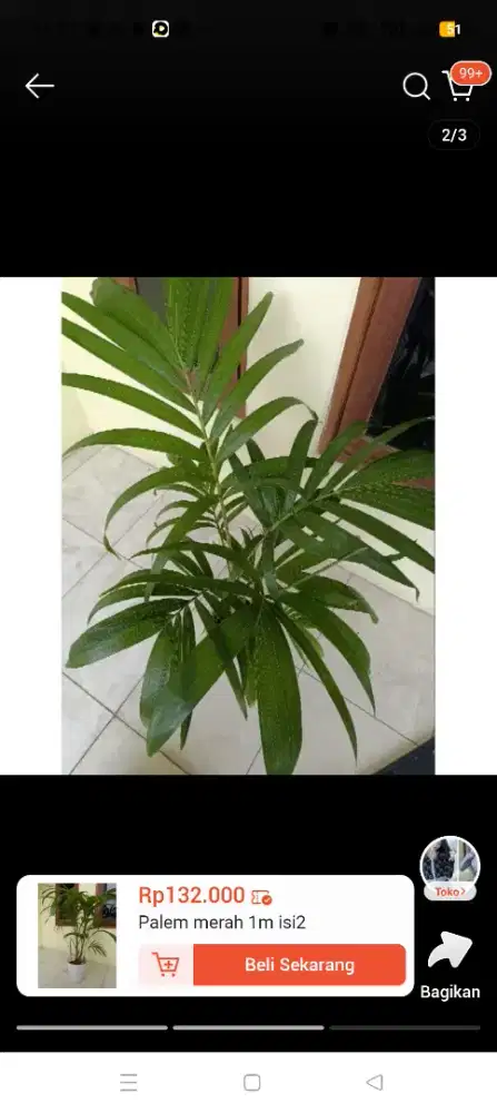 Tanaman hias 1,5m asli terawat