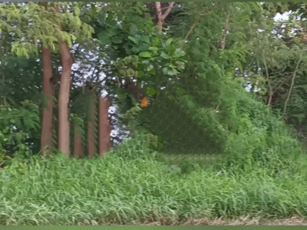 Dijual Lahan Raya Jawar Surabaya Barat