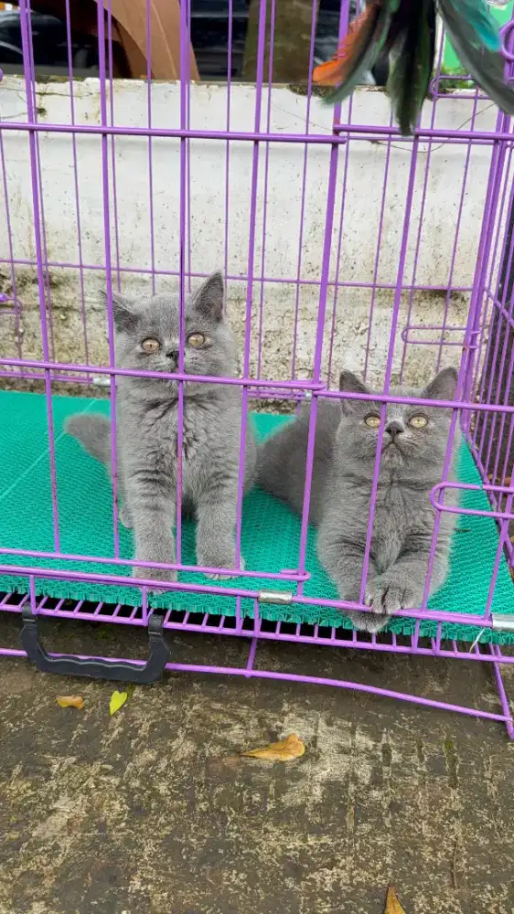 Pure bsh umur 2.5bulan