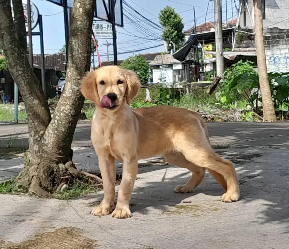 GOLDEN RETRIEVER