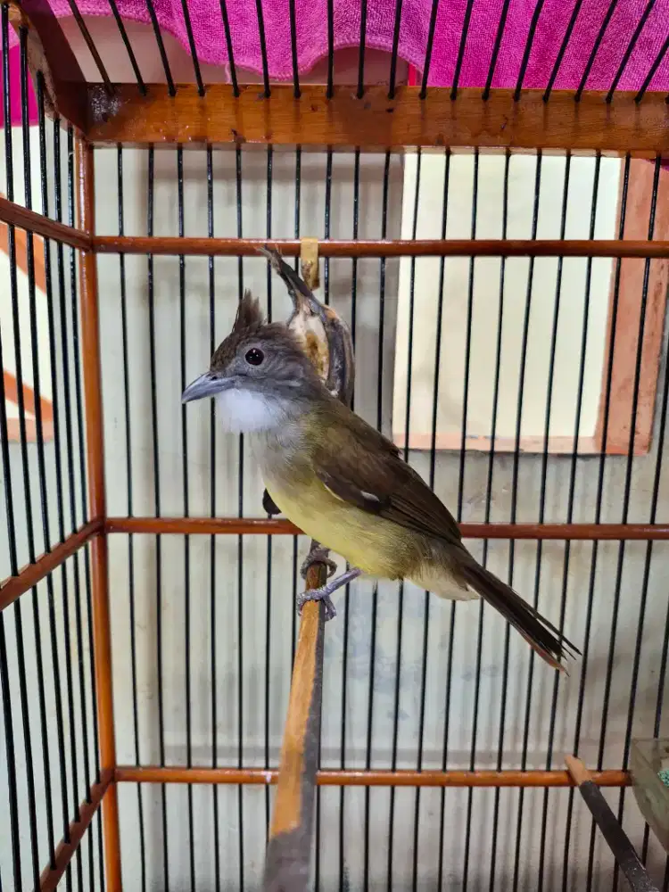 Cucak jenggot jawa gacor cucak jenggot gacor cucak jawa gacor cjj