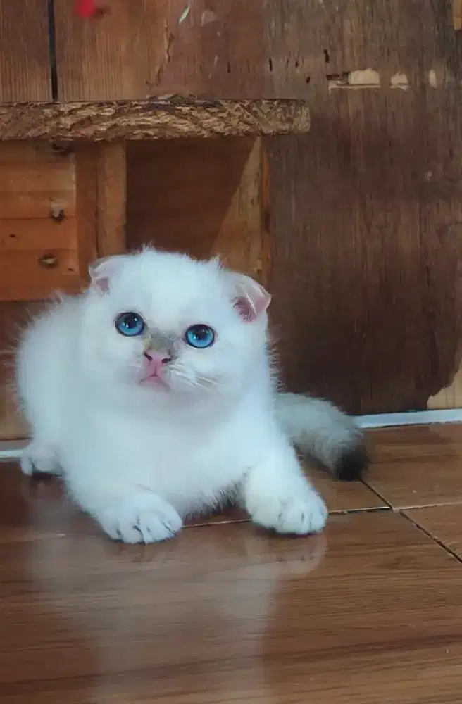 Kucing kitten scottish fold bsh silver
