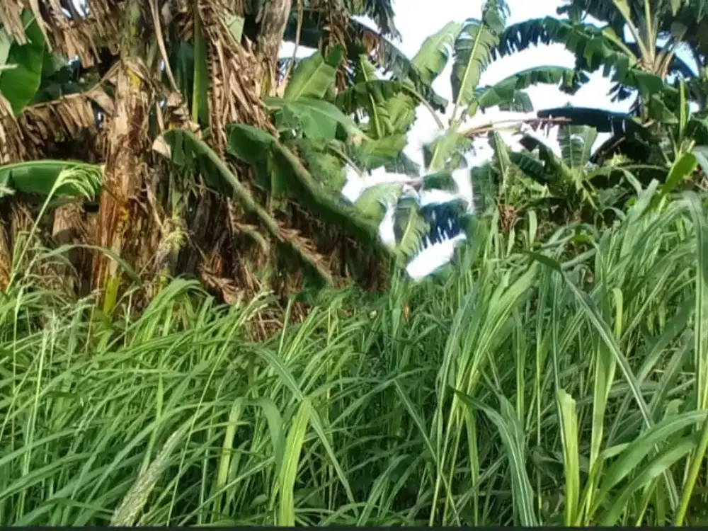 Dijual Lahan Menganti Gresik