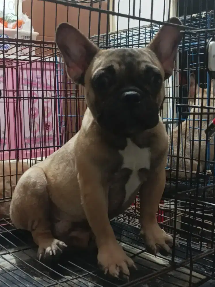 French bulldog frenchie pejantan