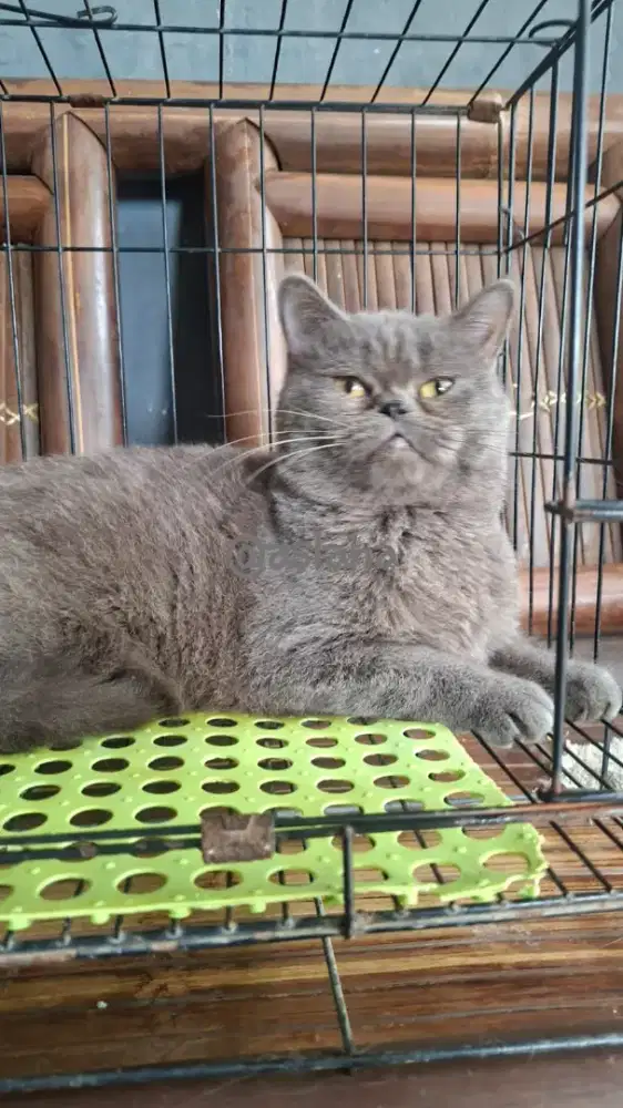kucing british short hair betina /kucing bsh betina