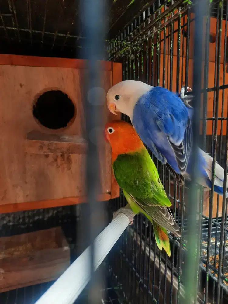 Lovebird biola Green dan Biola Violet Kualitas bagus