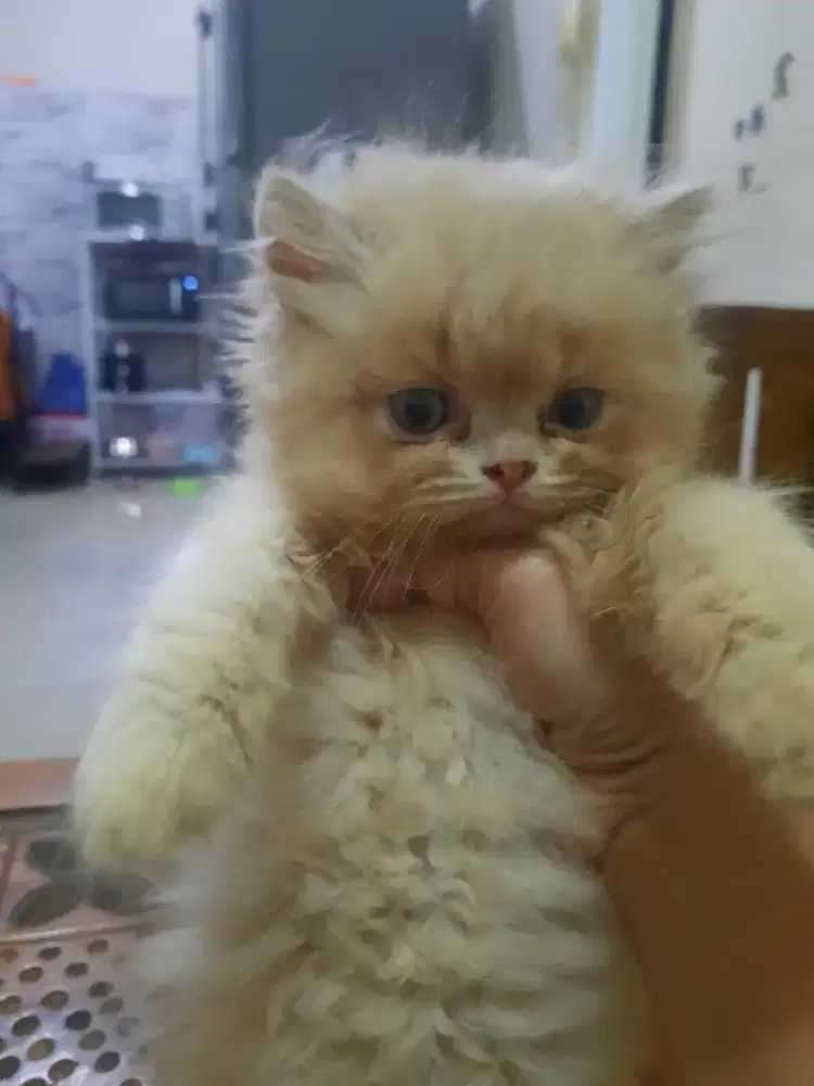 Kitten Persia Flatnose